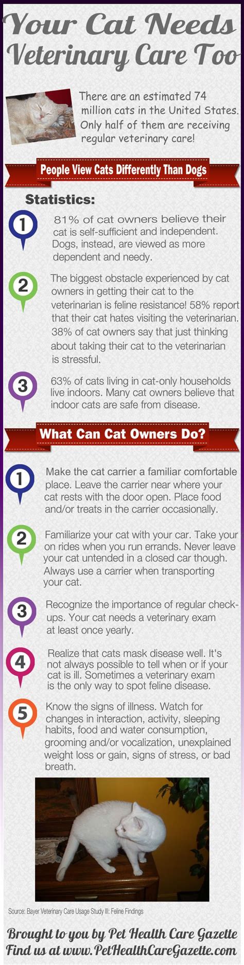 Cats Need Veterinary Care Too Pet Health Care