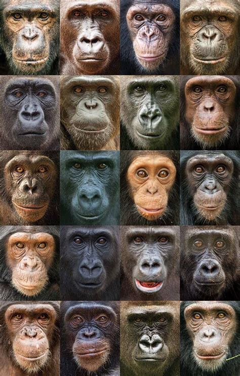 Collection Of Chimpanzees And Gorillas Face Chart Primates Great Ape