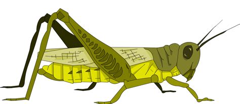 Cricket Clipart Arthropod Cricket Arthropod Transparent Free For