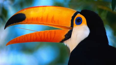Toco Toucan Bird High Quality Hd Wallpapers All Hd