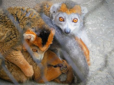 Madagascar Crowned Lemurs Kipp Left And Sophie Right Zoochat