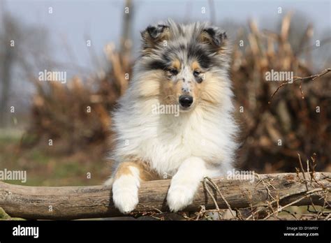 Dog Rough Collie Scottish Collie Puppy Blue Merle Lying On A Wood
