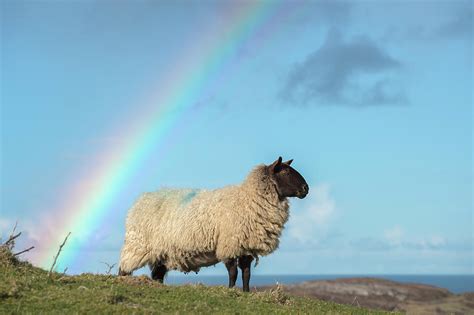 Sheep Standing On Hillside Rainbow In Background Dingle Kerry