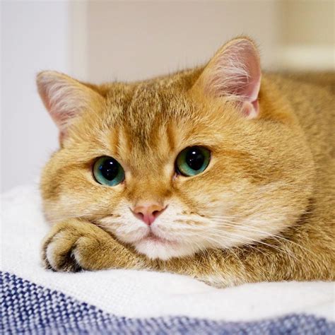 Meet Hosico Real Life Puss In Boots In The World