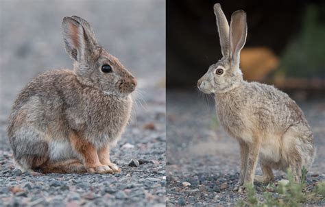 The Difference Between Rabbits And Hares Friends Of Malheur National Wildlife Refuge