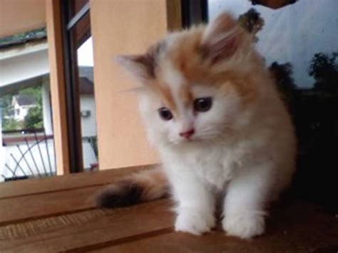 Look at pictures of calico kittens in minnesota who need a home. Charming Calico Van Kitten SOLD FOR SALE ADOPTION from ...