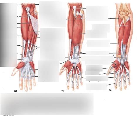 Muscles That Move The Wrist Joint Hand And Fingers Anterior Forearm