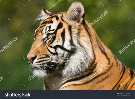 Tiger Profile Side View Portrait Of A Bengal Tiger Stock Photo