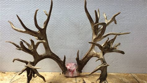 Potential World Record Deer Antlers Could Be Worth 100000