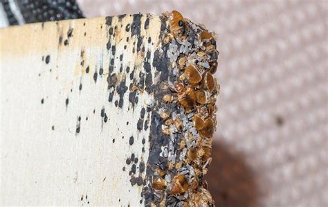 How To Identify And Get Rid Of Bed Bugs In Your Jacksonville Home