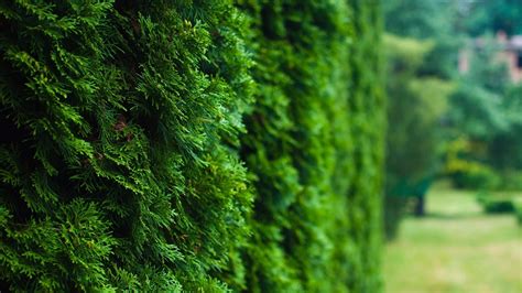 The emerald green arborvitae, thuja occidentalis 'smaragd', is a conifer evergreen that grows in a narrow pyramidal shape. thuja occidentalis Arborvitaes are among the most popular ...