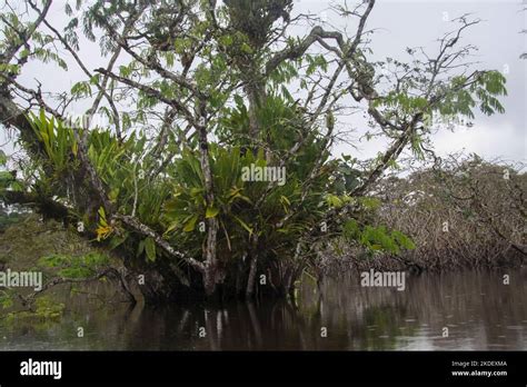 A Large Tree In The Ecuadorian Amazonian Rainforest Photographed At The