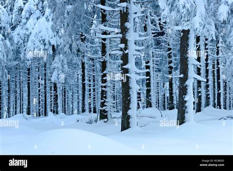 Snow Covered Forest In Winter Spruces Under Heavy Snow Load Harz