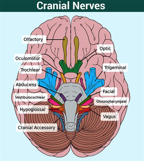 Diagram Cranial Nerves Picture Remembering Cranial Nerves Allnurses Olfactory Optic