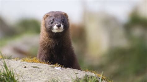 Connecticut Towns Residents Warned To Stay Away From Minks