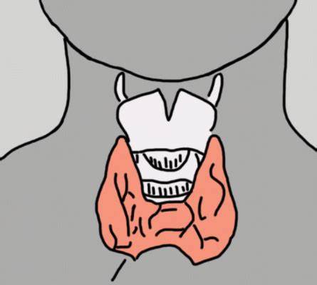 Как похудеть с щитовидной железой у женщин