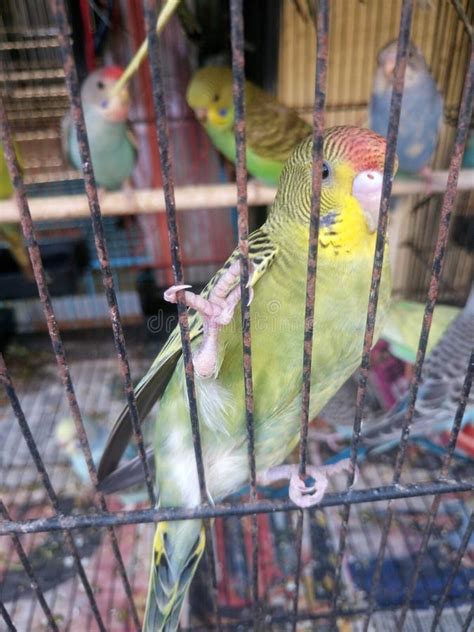 Parakeets In Cage Stock Image Image Of Bird Dark Cage 88825783