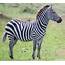 Jeff Rodgers On Twitter The Zebra Is Favorite Animal Of A Dear 