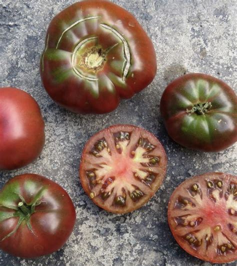 Black Brandywine Tomato Regular Leaf Seeds Tims Tomatoes