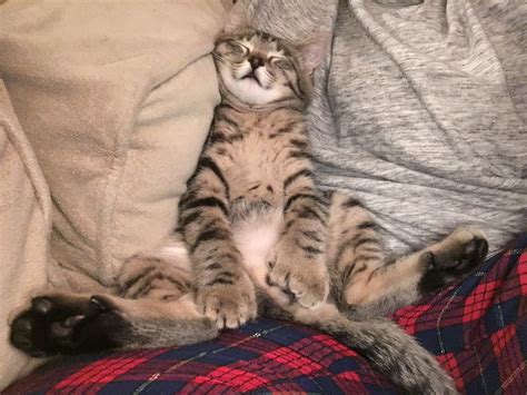 Bengal/tabby Mix??? | TheCatSite