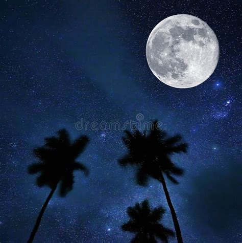 Night Sky Moon And Palm Trees Stars In The Tropics Stock Photo
