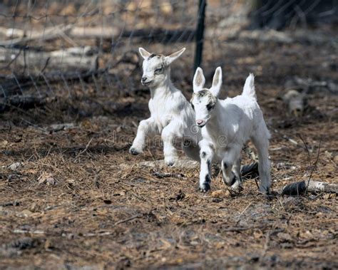 Two Baby Goats Running And Jumping On A Farm Stock Photo Image Of