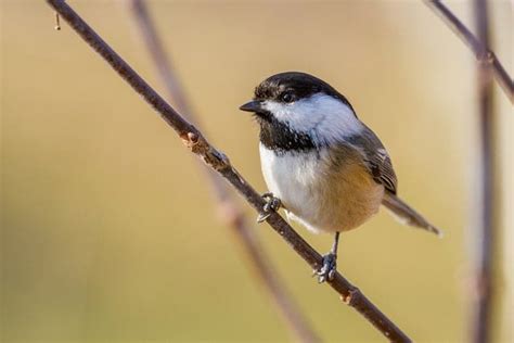 Birds Of Wisconsin — Why Is The Best Birding In Bayfield Brickyard