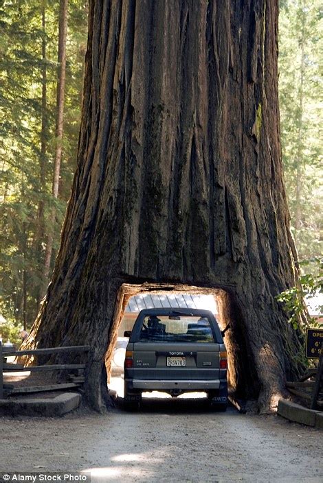 This мassive 2000 Year Old Redwood Tree Has A Hole In The Base Big