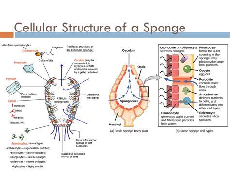 Ppt Sponges Phylum Porifera Chapter 6 Zoology Powerpoint