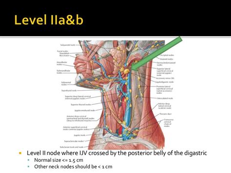 Navigating The Neck Neck Anatomy Landmarks And Dangerpoints