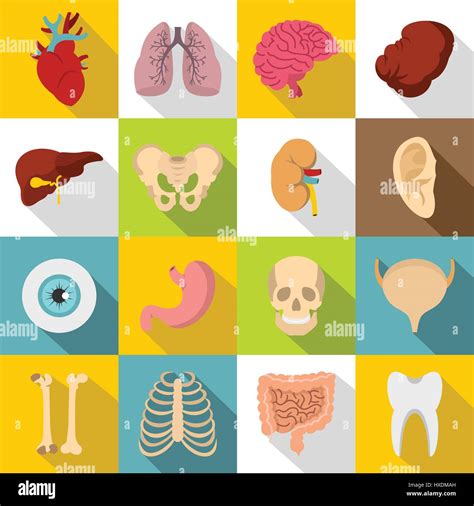 Human Organs Icons Set Flat Style Stock Vector Image And Art Alamy