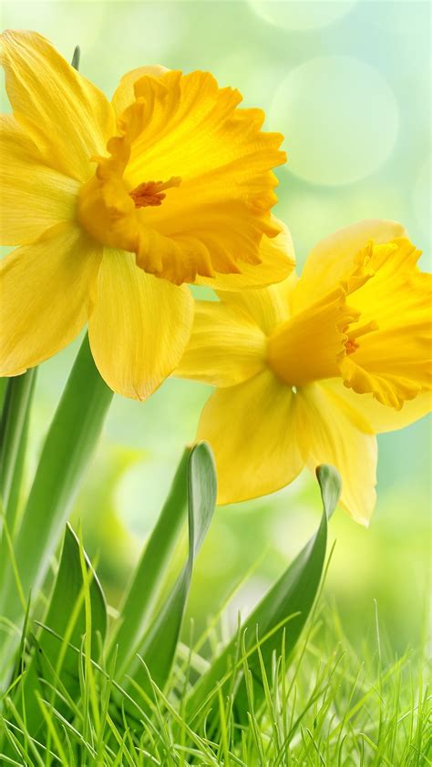 Yellow Daffodils Flowers Weed 1080x1920 Iphone 8766s Plus Wallpaper