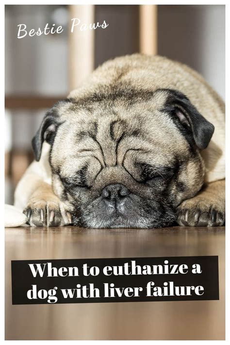 When To Euthanize A Dog With Liver Failure Sleeping Dogs Low Energy