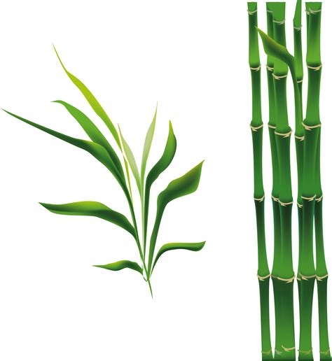 Bamboo Bamboe Drawing - Cartoon green bamboo png download - 2080*2268 - Free Transparent Bamboo ...