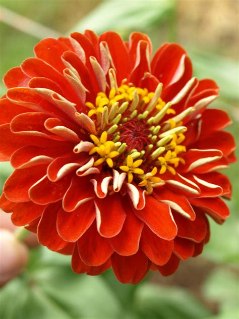 Free Photo Red Flower Artistic Petal Hibiscus Free Download Jooinn