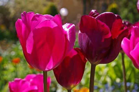 Free Images Nature Open Petal Tulip Color Botany Colorful