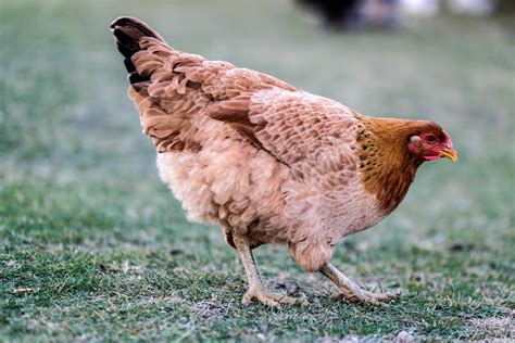 Kenapa Ayam Betina Bisa Bertelur Tanpa Dibuahi