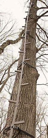 Climbing Sticks For Tree Stands Images