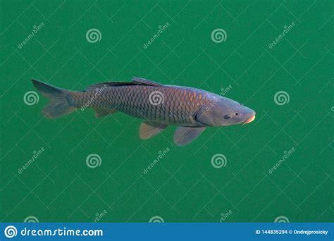 European Common Carp Cyprinus Carpio Widespread Freshwater Fish In