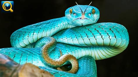 10 Most Unbelievably Beautiful Snakes Youtube