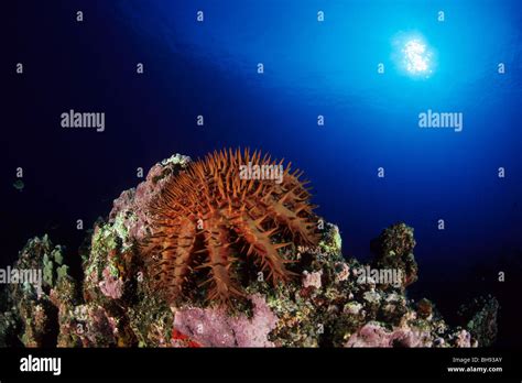 Crown Of Thorns Starfish Feeding On Coral Acanthaster Planci Kona