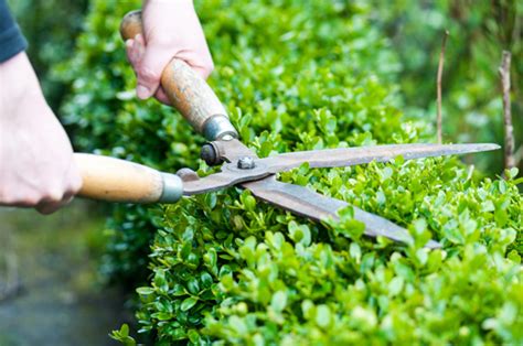 Sharp garden shears speed up the gardening process. How to Sharpen and Maintain Gardening Tools | MOTHER EARTH ...
