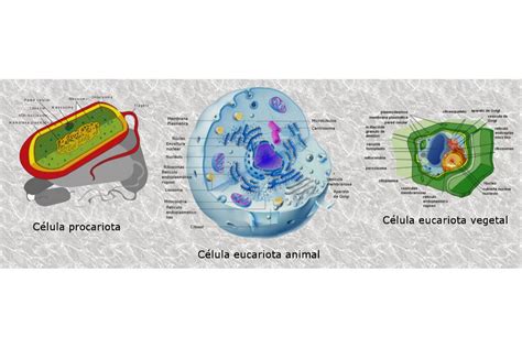 Cual Es La Diferencia Entre Celula Eucariota Animal Y Vegetal Esta Images