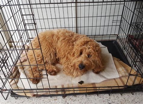 Release him only when he is calm. Crate Training is the most important training for your puppy!