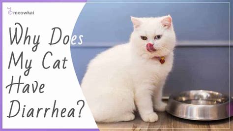 Best Cat Food For Diarrhea A Careful Cat Owners Guide Updated Meowkai