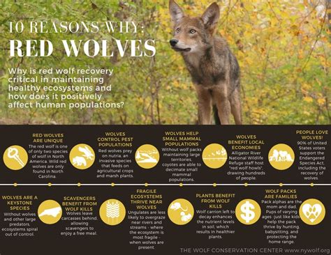 Graphics For Educators Wolf Conservation Center