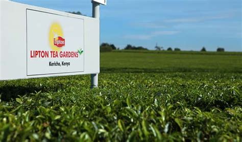 About 3 million kenyans (about 10% of total population) derive livelihoods from tea industry. Tea Plantations - Our Kericho