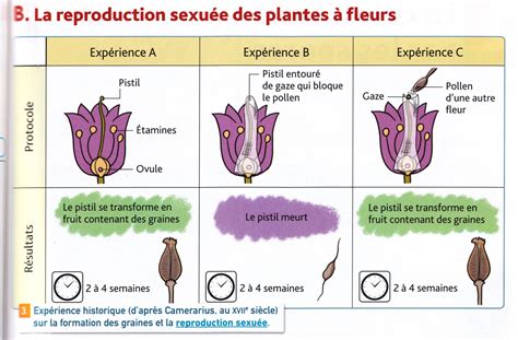 Document Modèle Les étapes De La Formation De La Graine