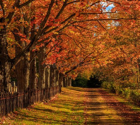Autumn Path Stock Photo Image 45732280