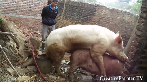 Pig Mating With Most Best Boar ★ Life Of Pigs P112 Youtube